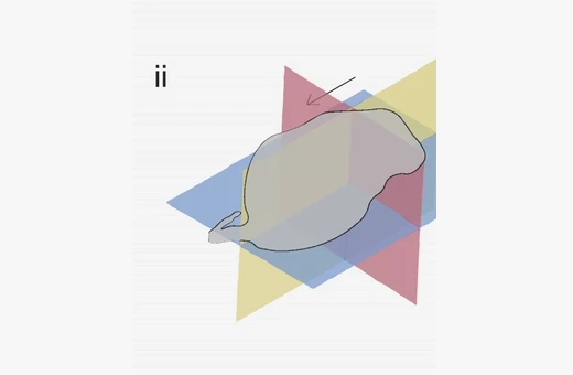 Upper-row Figure 2 side view showing multi-plane kangaroo rat aerial reorientation